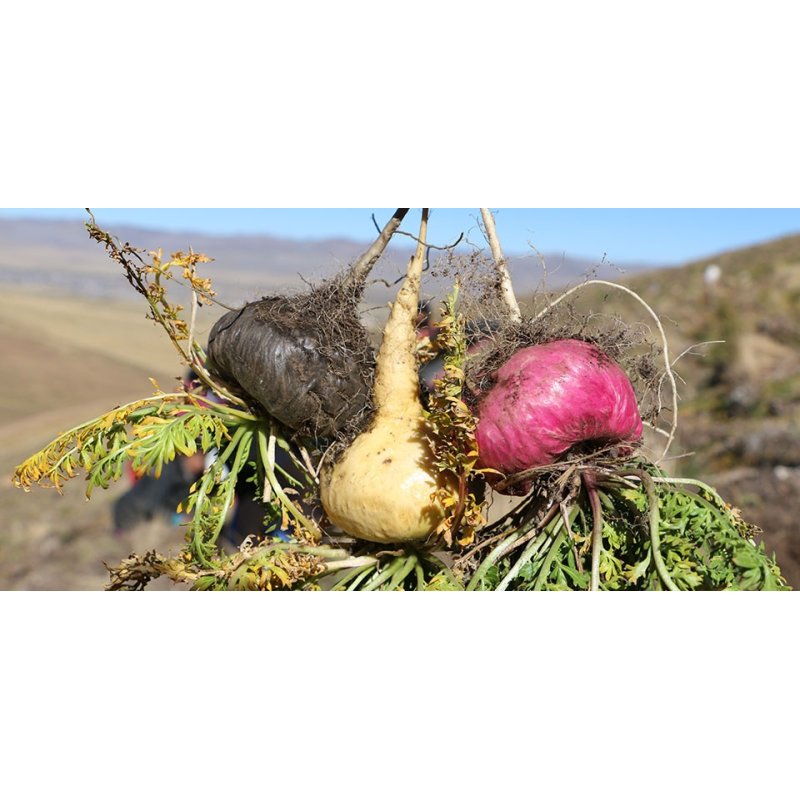 Cápsulas de Raíz Maca Negra Gelatinizada Orgánica - Veganas