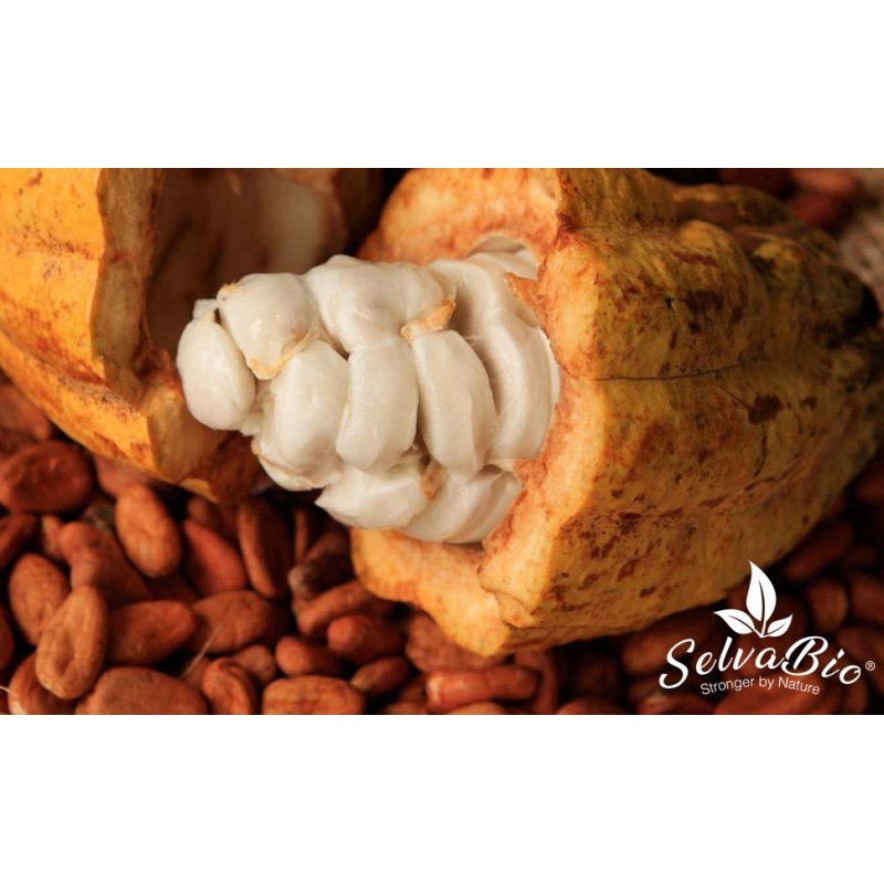 copia de Cacao Criollo Orgánico, Variedad Criolla