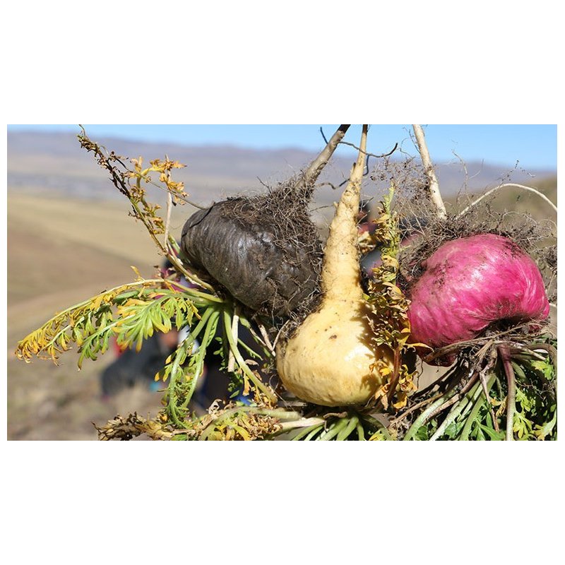 Triple Raíz de Maca Orgánica Gelatinizada
