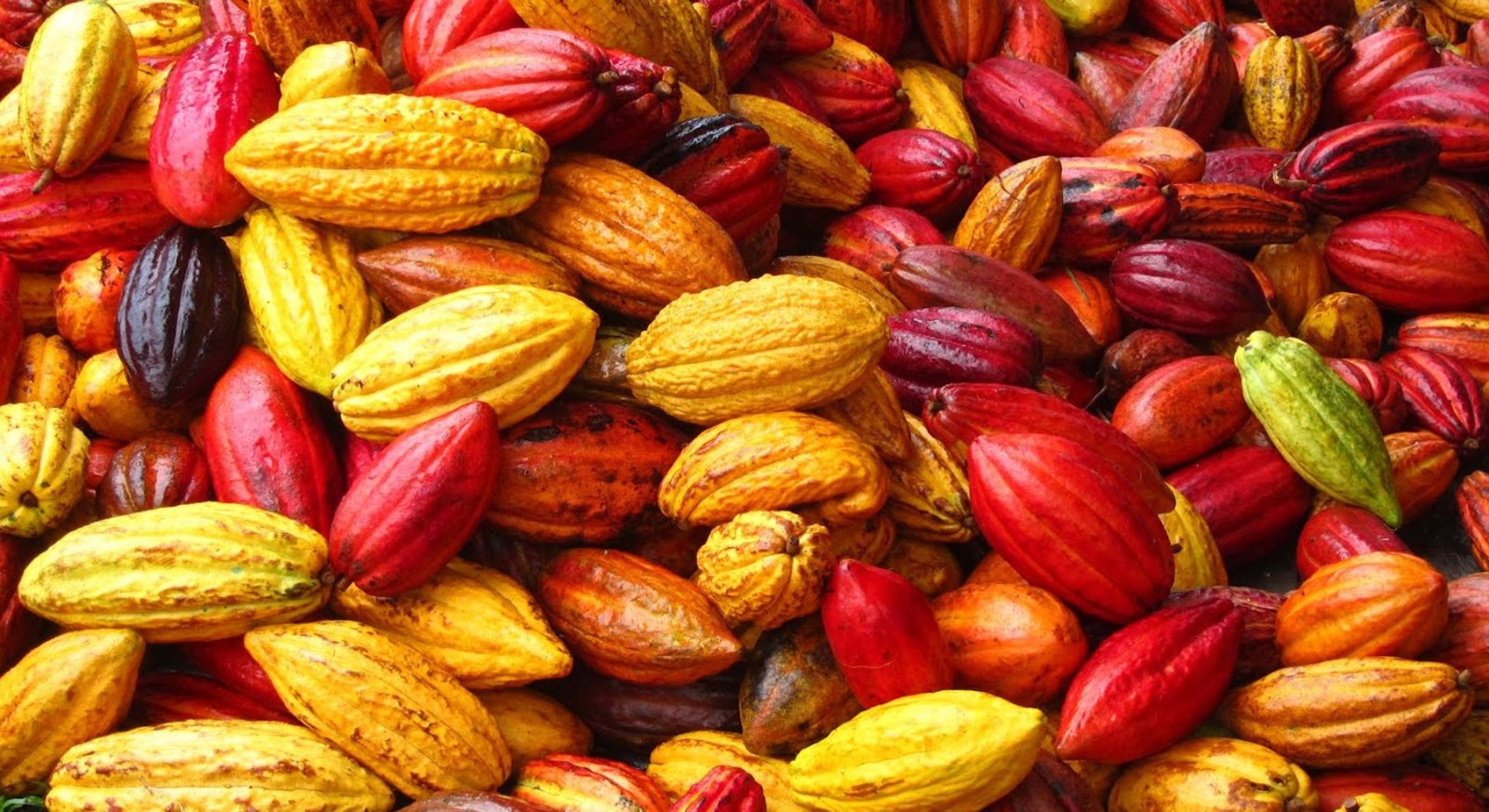 SelvaBio Wholesale Ingredients